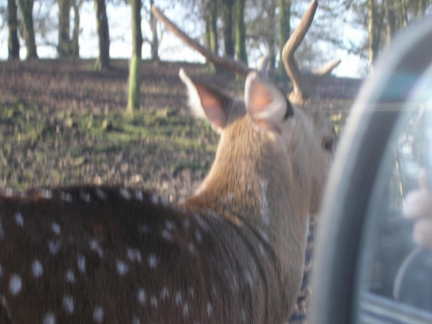 Knowsley Safari Park