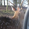 Knowsley Safari Park