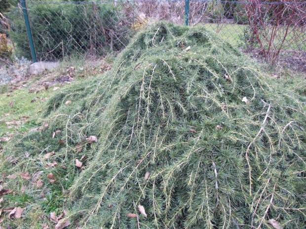 Cedrus deodara 'Feelin Blue' ? - Warszewo