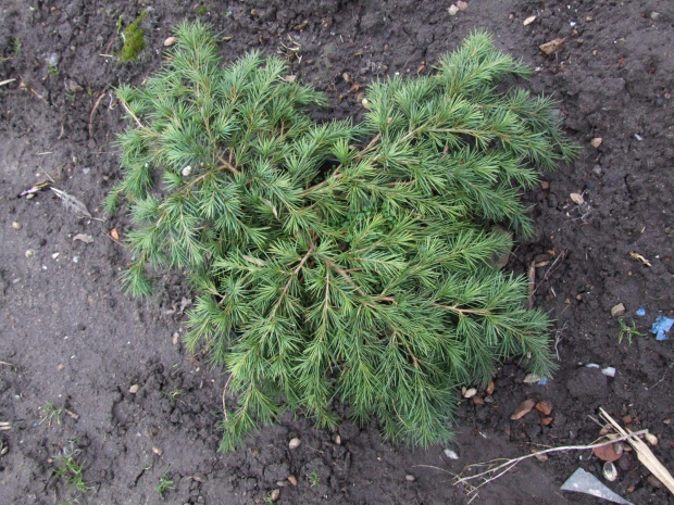 Cedrus deodara 'Feelin Blue'