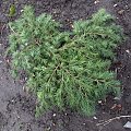 Cedrus deodara 'Feelin Blue'