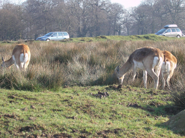 Knowsley Safari Park