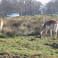 Knowsley Safari Park