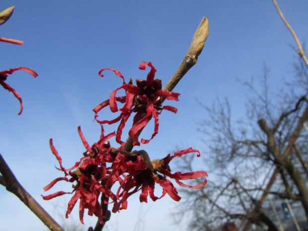 Hamamelis intermedia 'Diane'