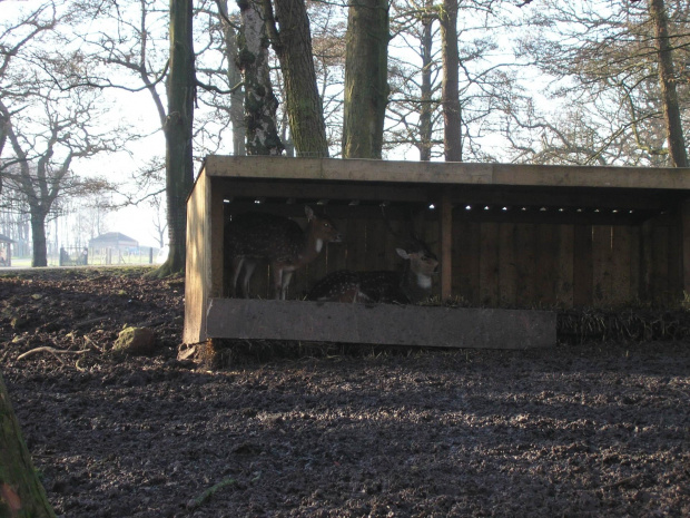 Knowsley Safari Park