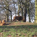 Knowsley Safari Park