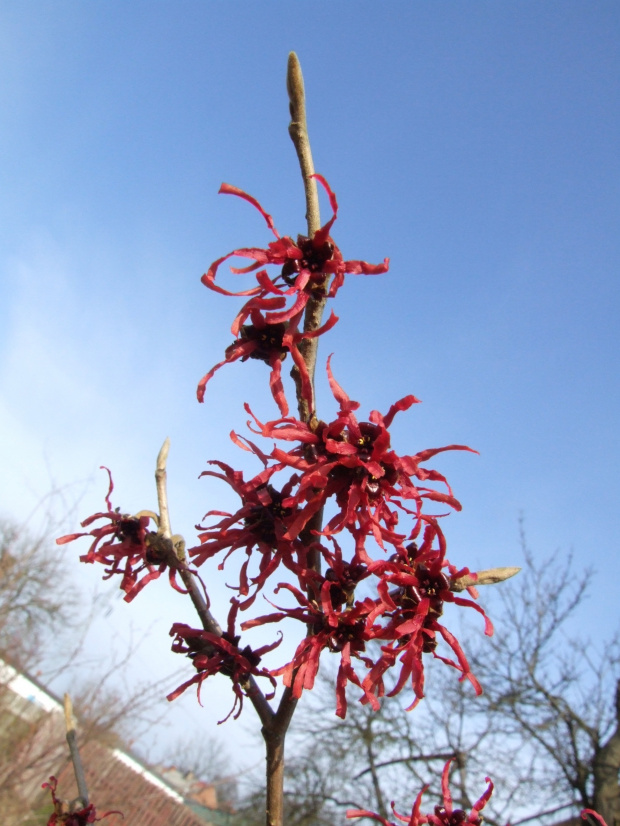 Hamamelis intermedia 'Diane'