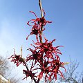 Hamamelis intermedia 'Diane'