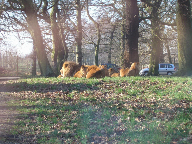 Knowsley Safari Park