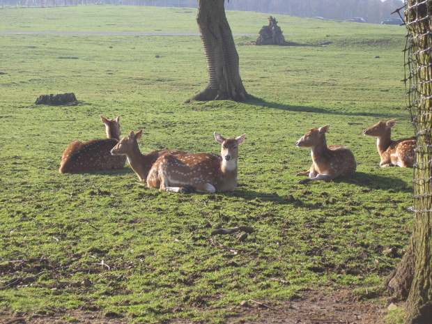 Knowsley Safari Park