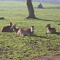 Knowsley Safari Park