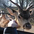 Knowsley Safari Park