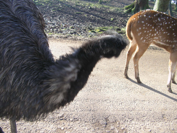 Knowsley Safari Park