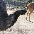 Knowsley Safari Park