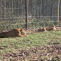 Knowsley Safari Park