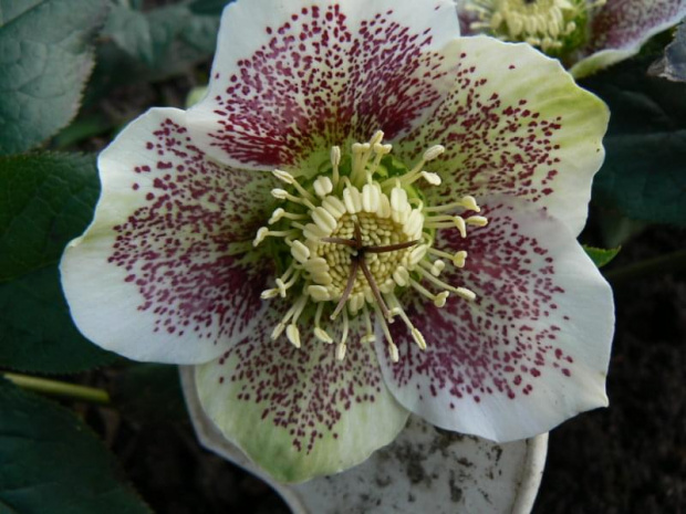 Helleborus siewka