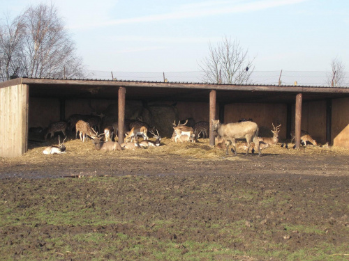 Knowsley Safari Park