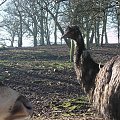 Knowsley Safari Park