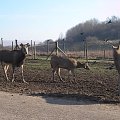 Knowsley Safari Park