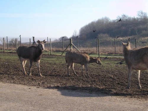 Knowsley Safari Park