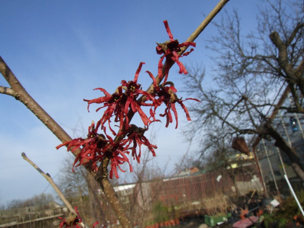 Hamamelis intermedia 'Diane'