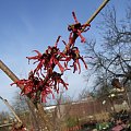 Hamamelis intermedia 'Diane'