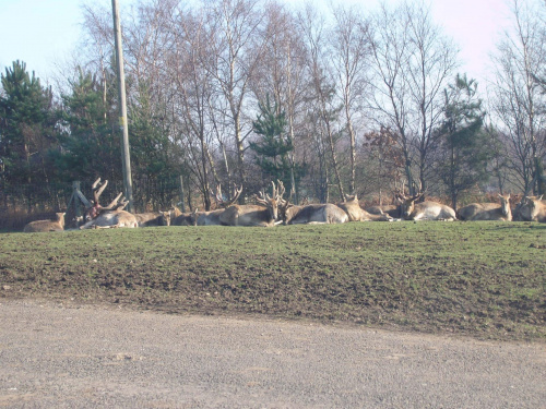 Knowsley Safari Park