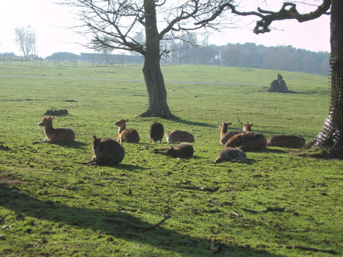 Knowsley Safari Park