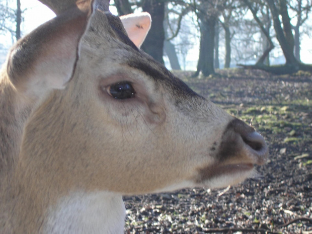 Knowsley Safari Park