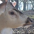 Knowsley Safari Park