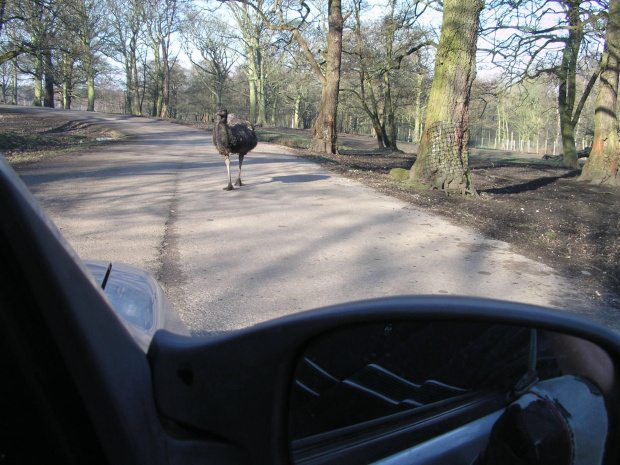 Knowsley Safari Park