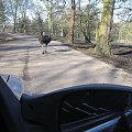 Knowsley Safari Park