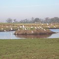 Knowsley Safari Park