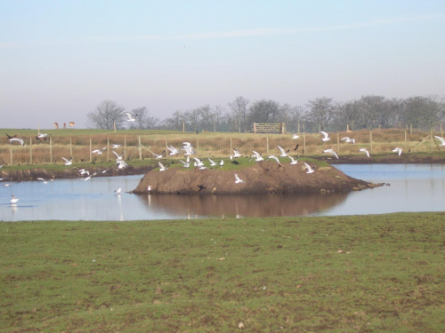 Knowsley Safari Park