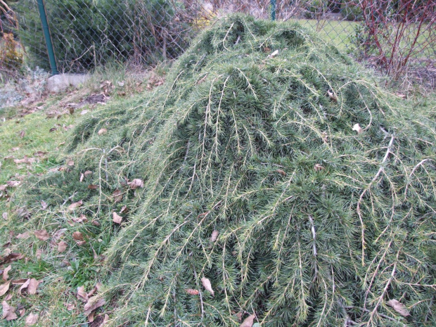 Cedrus deodara 'Feelin Blue' ? - Warszewo