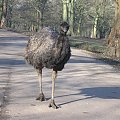 Knowsley Safari Park