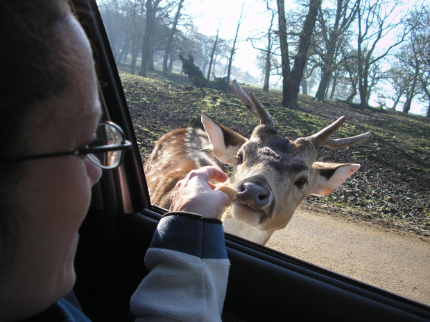 Knowsley Safari Park