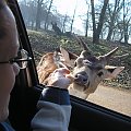 Knowsley Safari Park