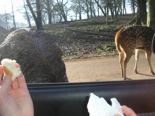 Knowsley Safari Park