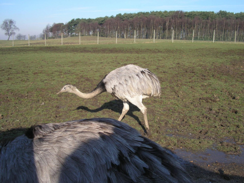 Knowsley Safari Park