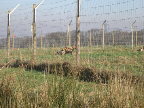 Knowsley Safari Park