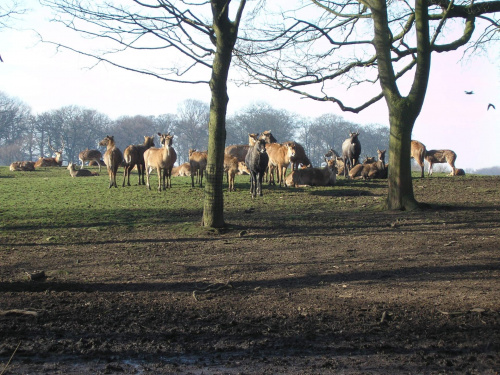 Knowsley Safari Park