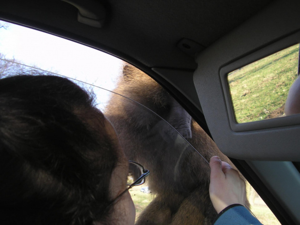 Knowsley Safari Park