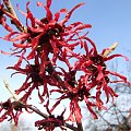 Hamamelis intermedia 'Diane'