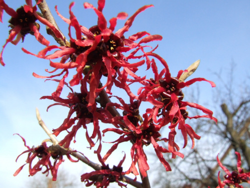 Hamamelis intermedia 'Diane'