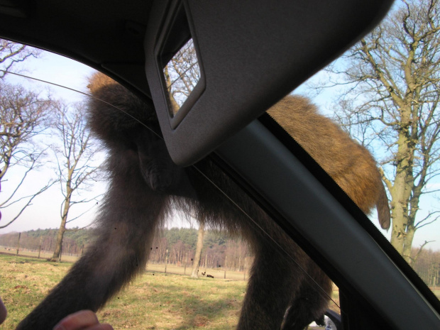 Knowsley Safari Park