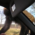 Knowsley Safari Park