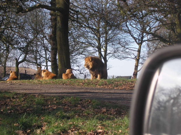 Knowsley Safari Park