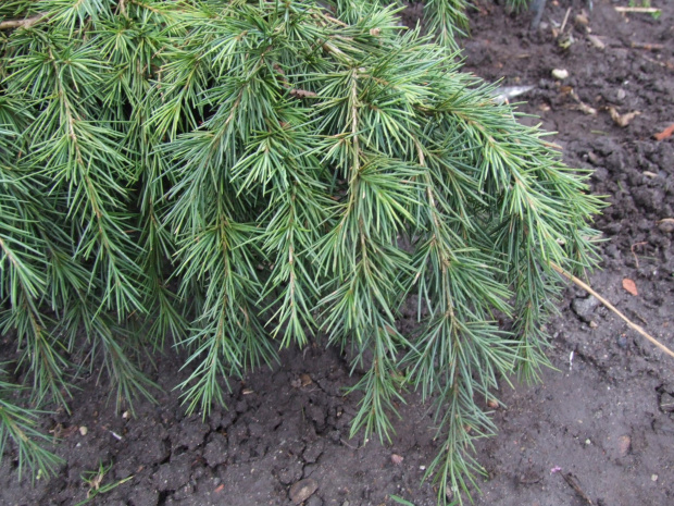 Cedrus deodara 'Feelin Blue'