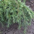 Cedrus deodara 'Feelin Blue'